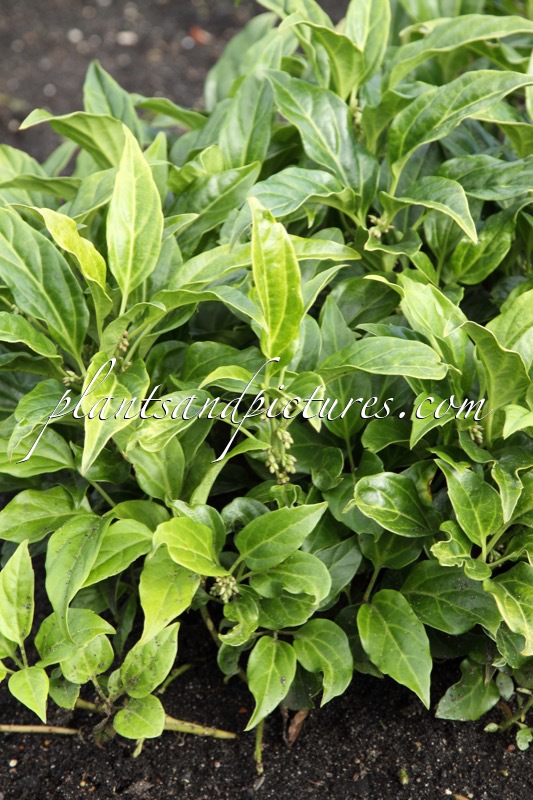 Pachysandra axillaris