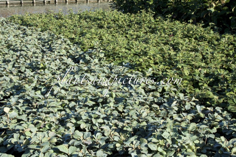 Fothergilla intermedia ‘Blue Shadow’