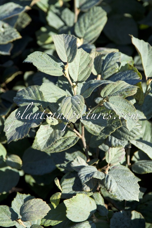 Fothergilla intermedia ‘Blue Shadow’