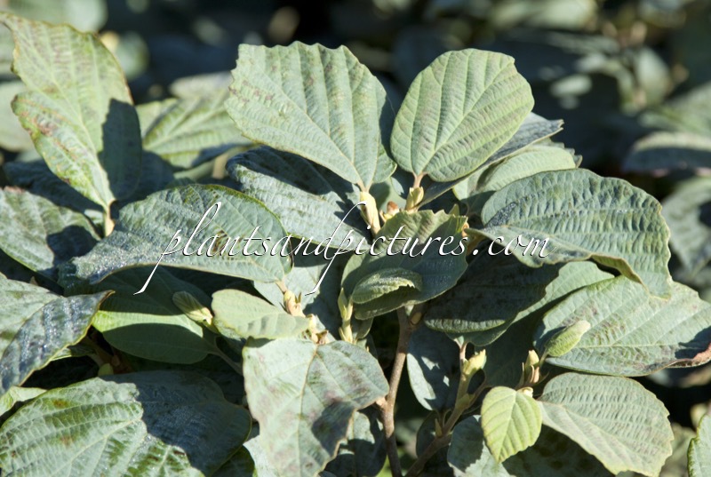 Fothergilla intermedia ‘Blue Shadow’