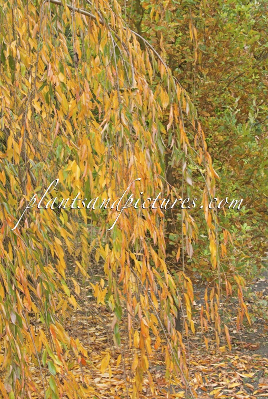 Prunus lavalleiana ‘Pendula’