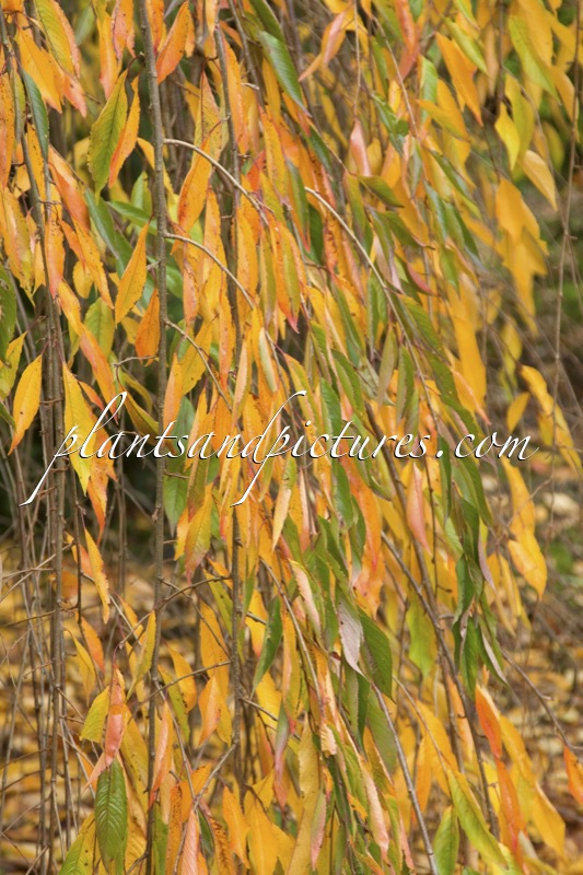 Prunus lavalleiana ‘Pendula’