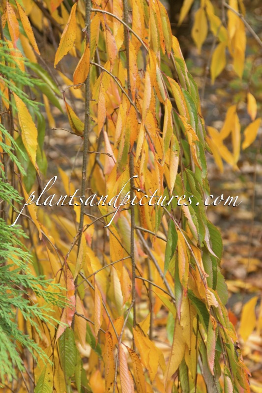 Prunus lavalleiana ‘Pendula’