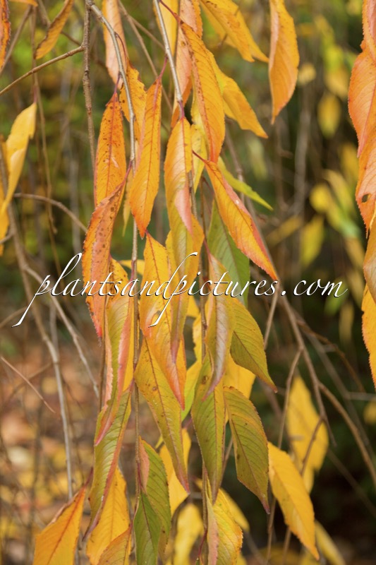 Prunus lavalleiana ‘Pendula’