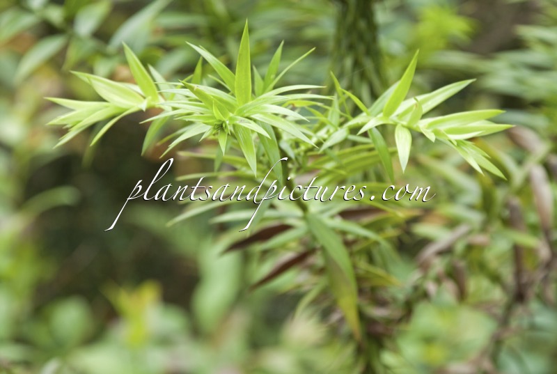 Araucaria hunsteinii