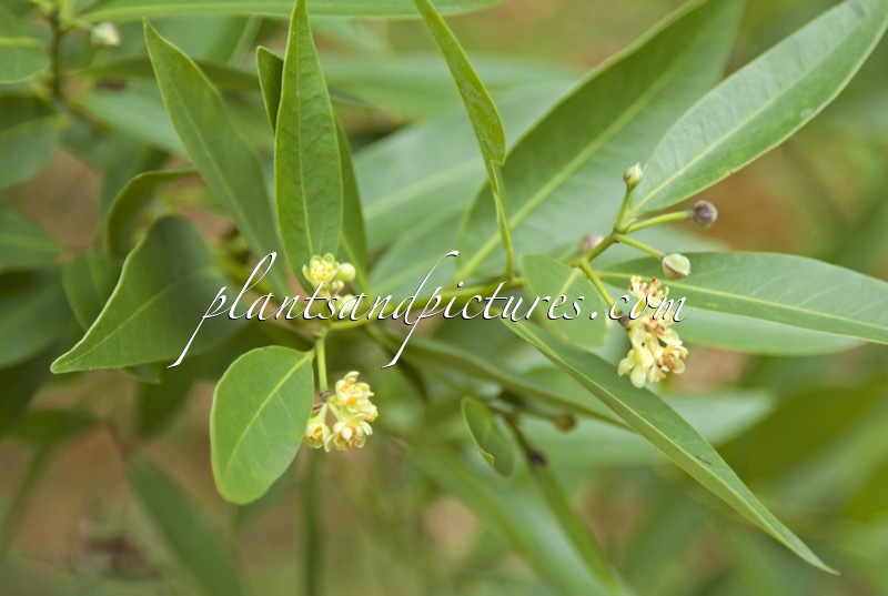 Umbellularia californica
