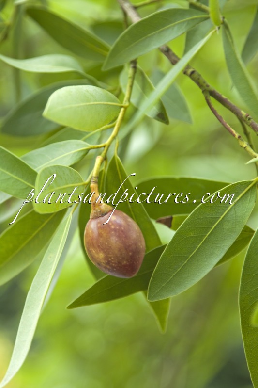 Umbellularia californica