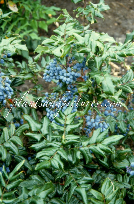 Mahonia aquifolium ‘Dart’s Quickstep’