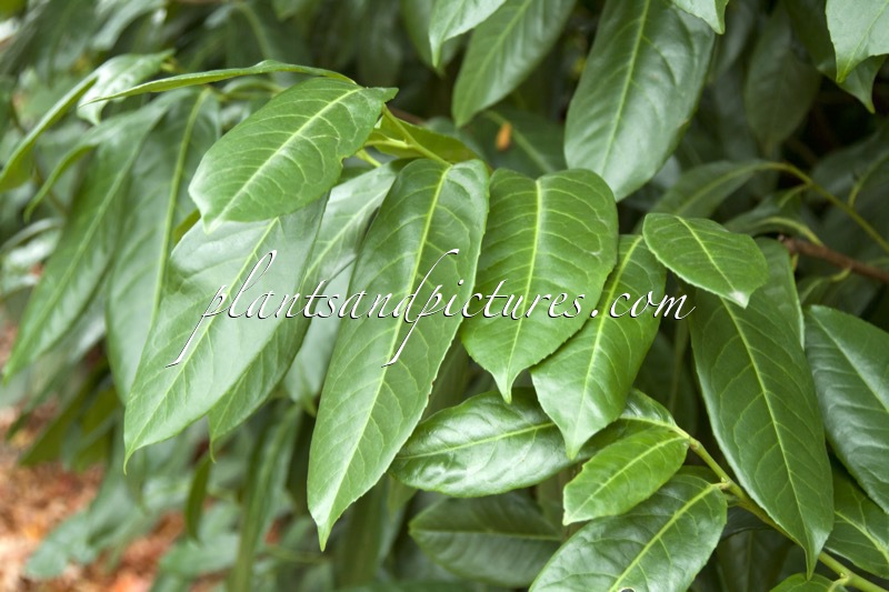 Prunus laurocerasus ‘Magnoliifolia’