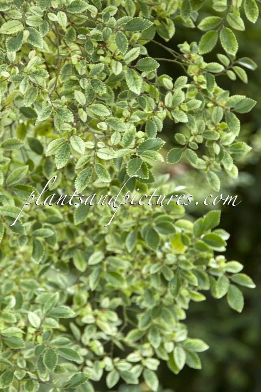 Ulmus parvifolia ‘Frosty’