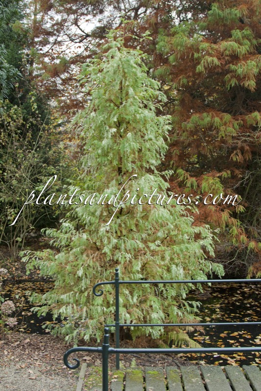 Metasequoia glyptostroboides ‘White Spot’