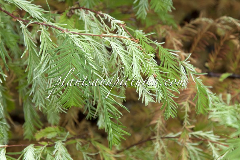 Metasequoia glyptostroboides ‘White Spot’