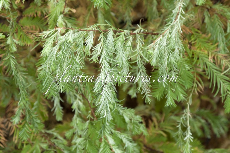 Metasequoia glyptostroboides ‘White Spot’