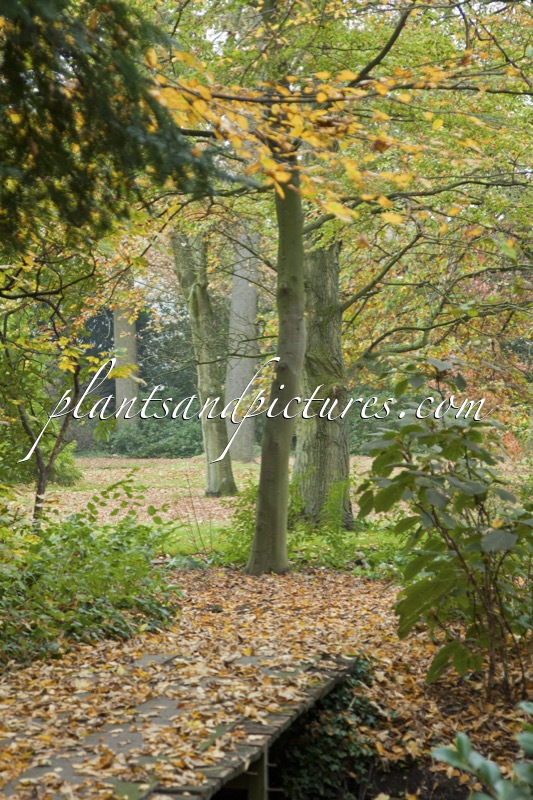 Trompenburg Tuinen & Arboretum