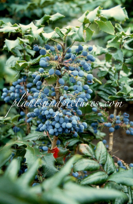 Mahonia aquifolium ‘Dart’s Quickstep’