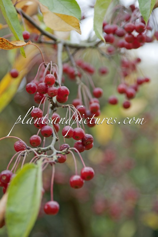 Malus hupehensis