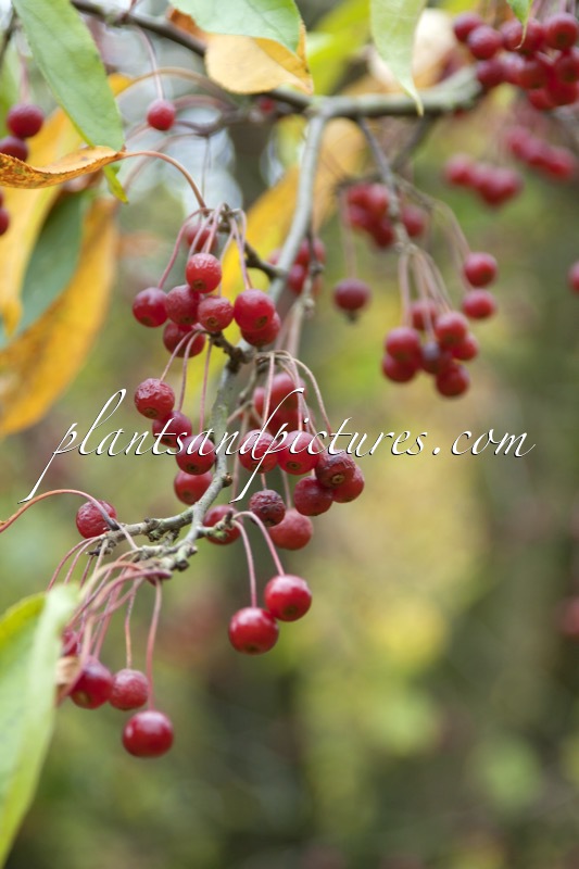 Malus hupehensis