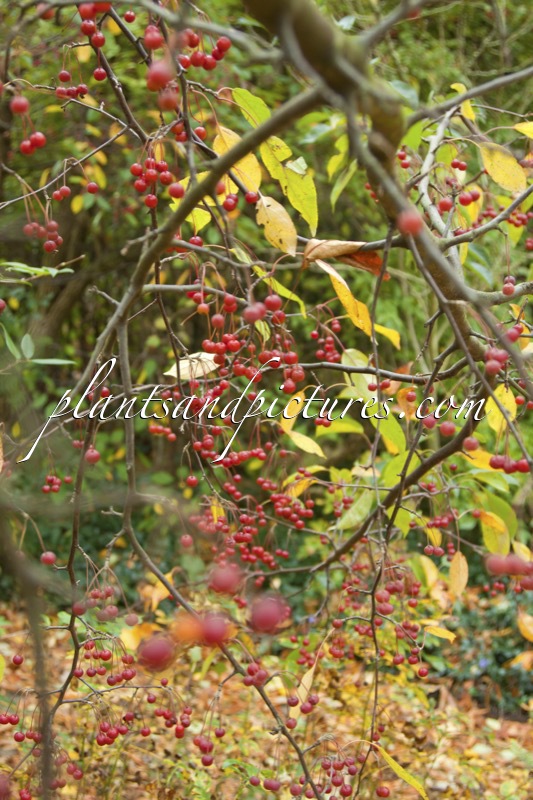 Malus hupehensis