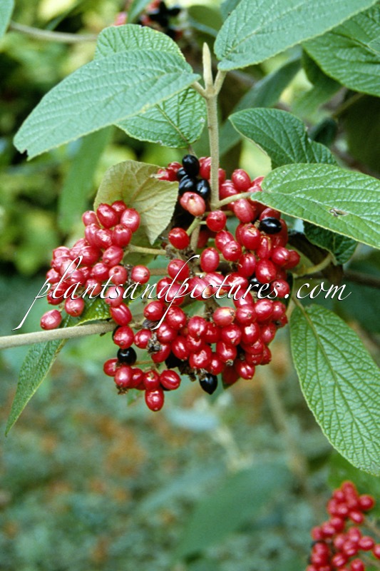 Viburnum rhytidophylloides