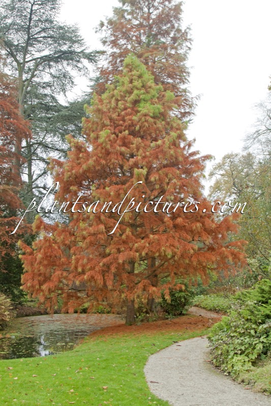 Taxodium distichum ‘Knightii’