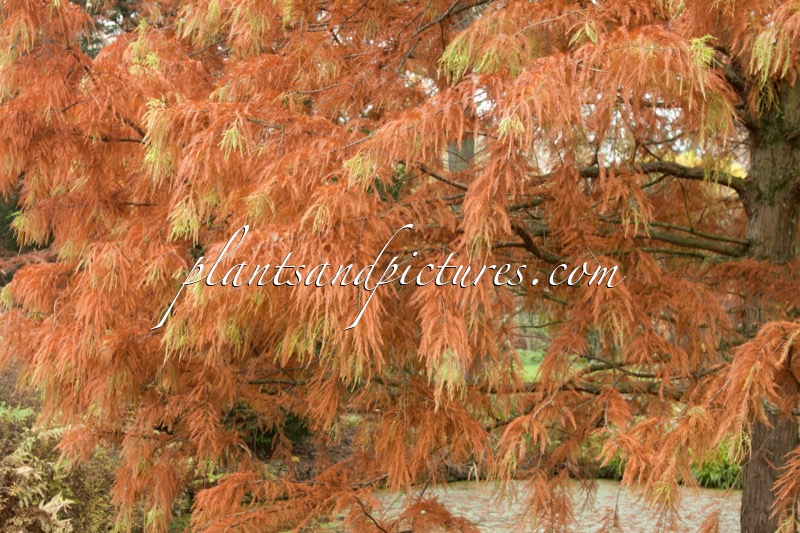 Taxodium distichum ‘Knightii’
