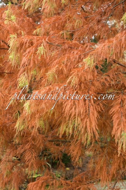 Taxodium distichum ‘Knightii’