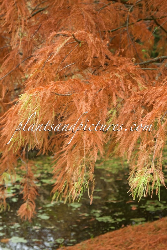 Taxodium distichum ‘Knightii’