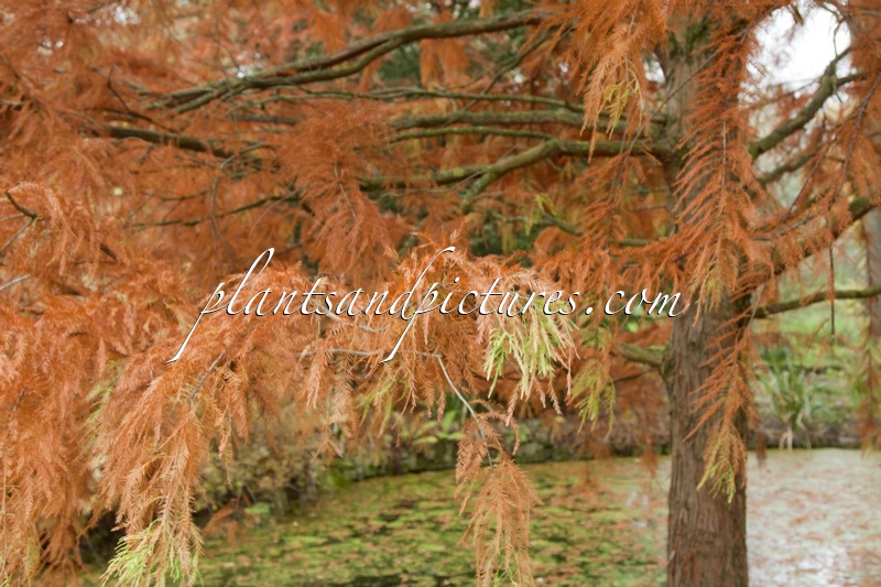 Taxodium distichum ‘Knightii’