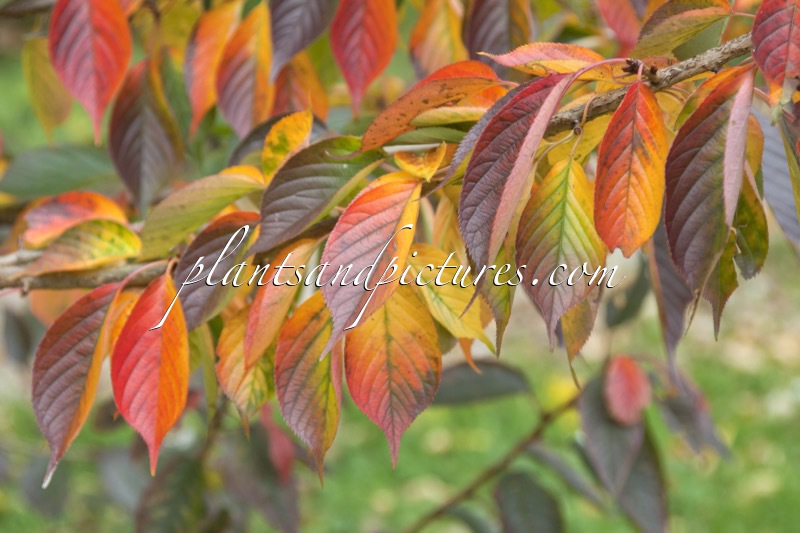 Prunus serrulata ‘Taoyame’