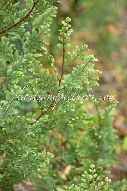 Austrocedrus chilensis