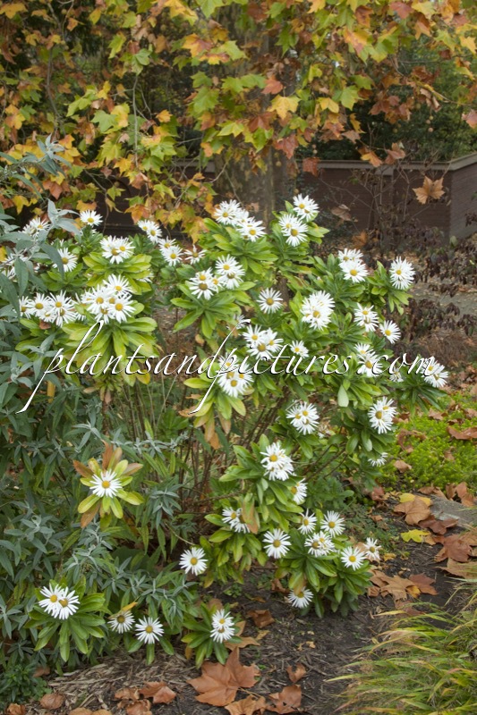 Nipponanthemum nipponicum