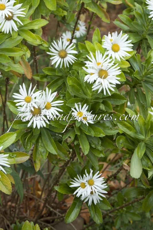 Nipponanthemum nipponicum