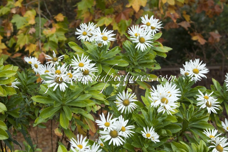 Nipponanthemum nipponicum
