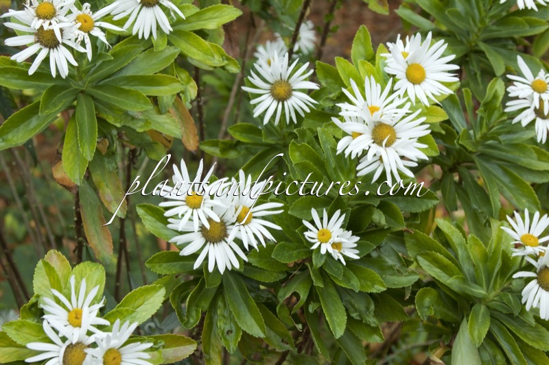 Nipponanthemum nipponicum