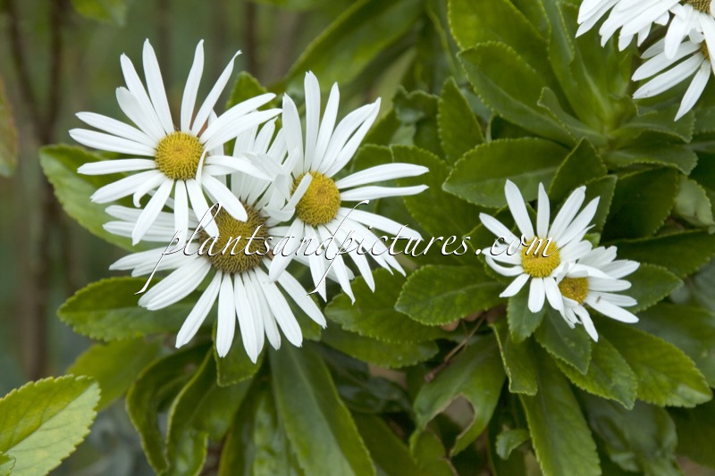 Nipponanthemum nipponicum