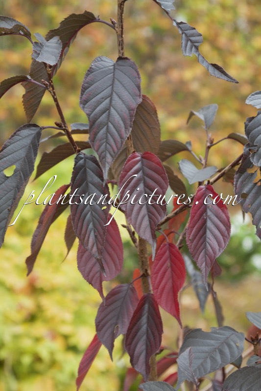 Prunus serrulata ‘Royal Burgundy’