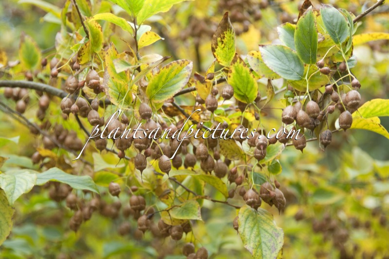 Sinojackia xylocarpa