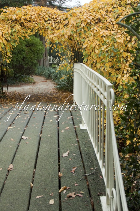 Trompenburg Tuinen & Arboretum