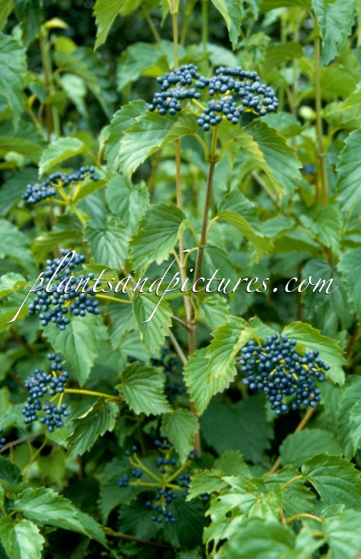 Viburnum dentatum ‘White and Blue’