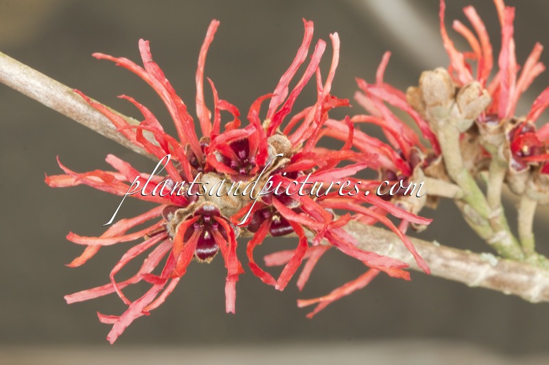Hamamelis intermedia ‘Twilight’