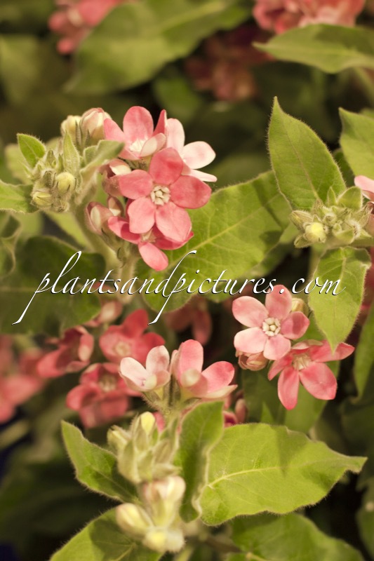 Oxypetalum caeruleum ‘Bridal Rouge’