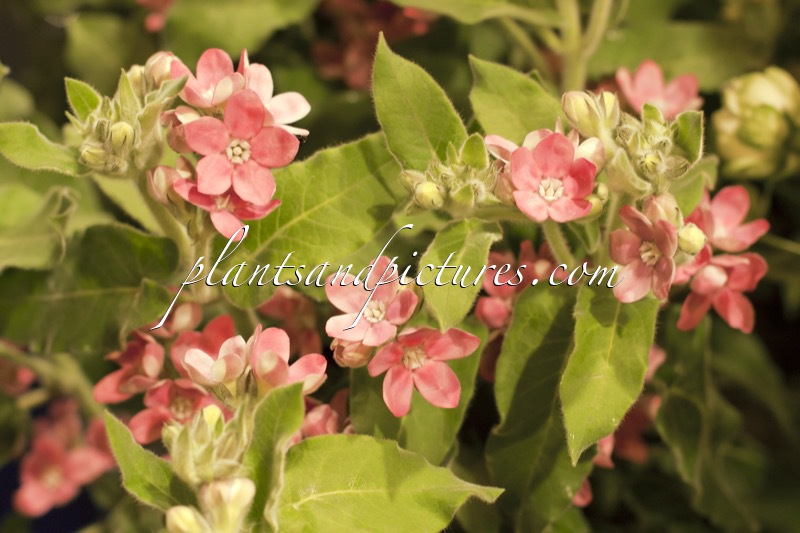 Oxypetalum caeruleum ‘Bridal Rouge’