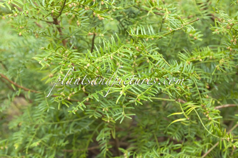 Taxus wallichiana
