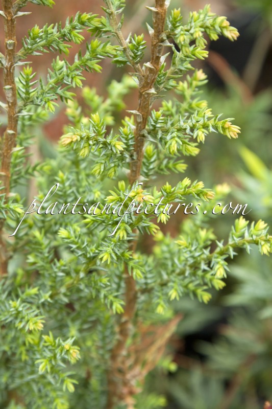 Pilgerodendron uviferum