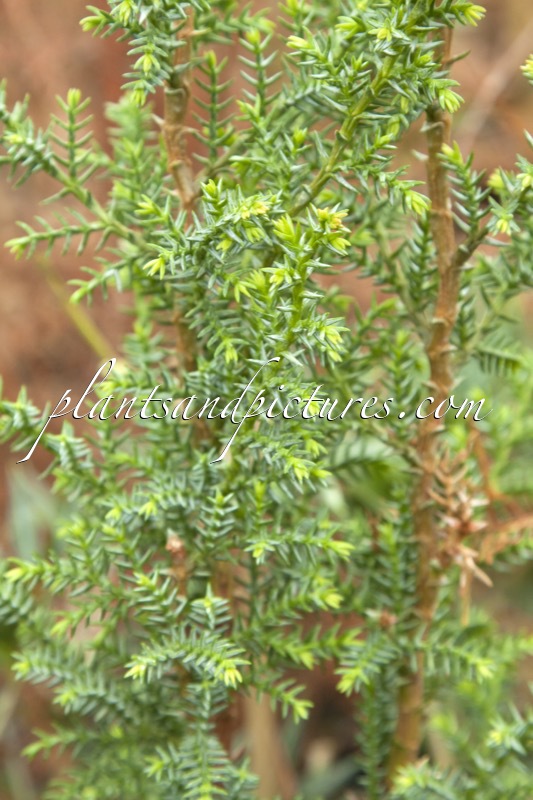 Pilgerodendron uviferum