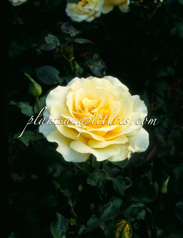 Rosa ‘Dicjana’ (PEAUDOUCE; ELINA)