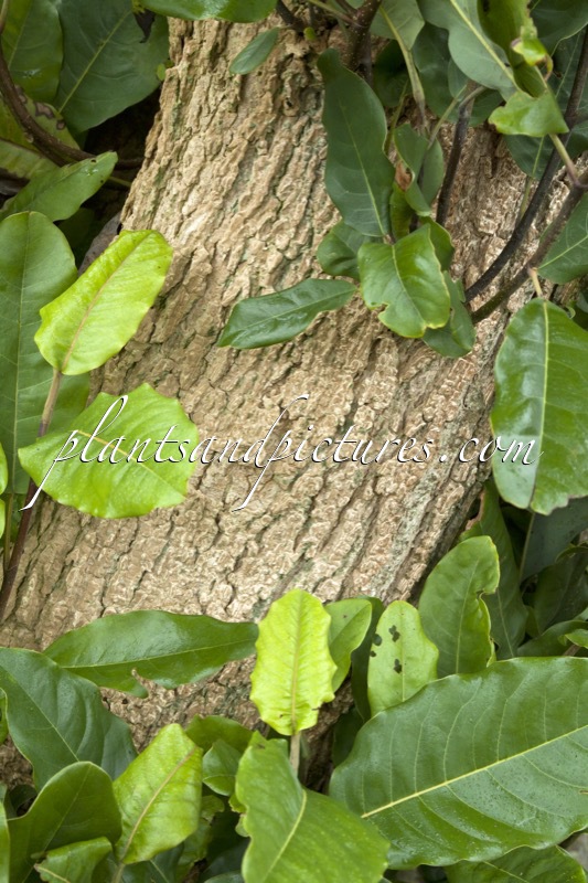 Magnolia delavayi
