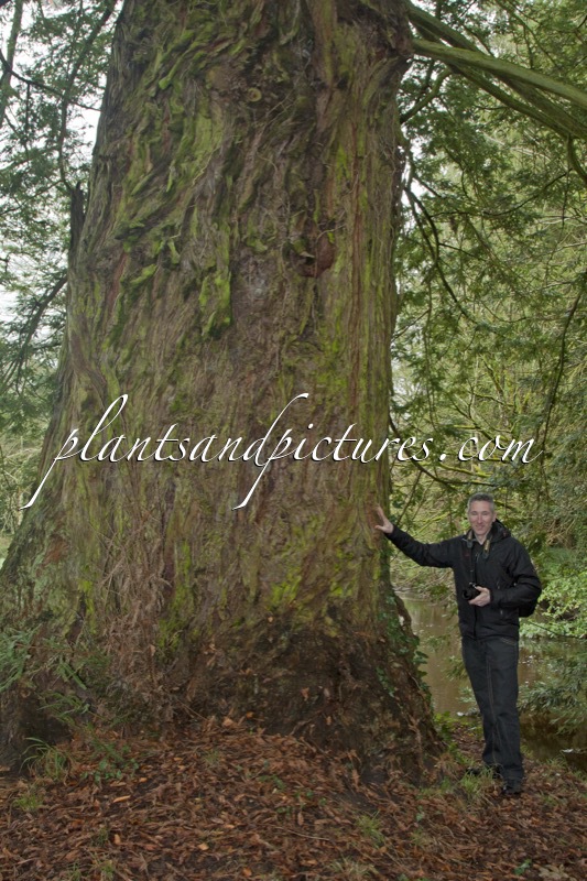 Sequoia sempervirens