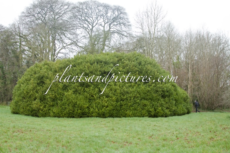 Buxus sempervirens