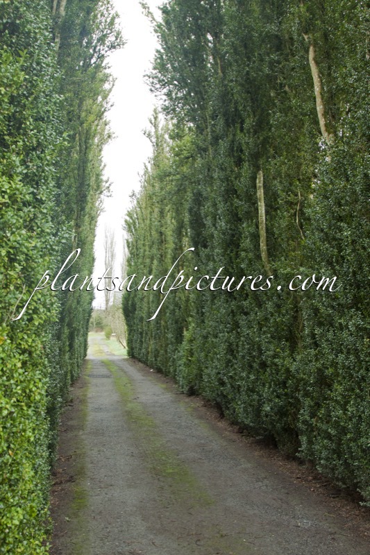 Buxus sempervirens